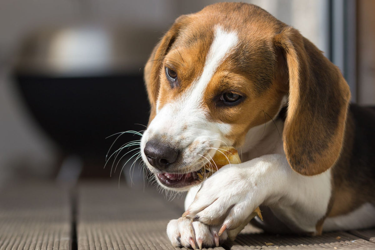 Dehydrated chicken feet outlet safe for dogs