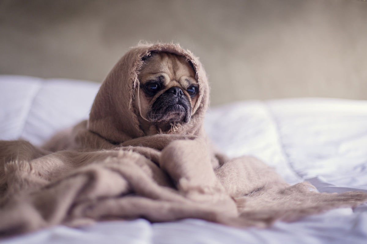 Milk bone clearance bad for dogs