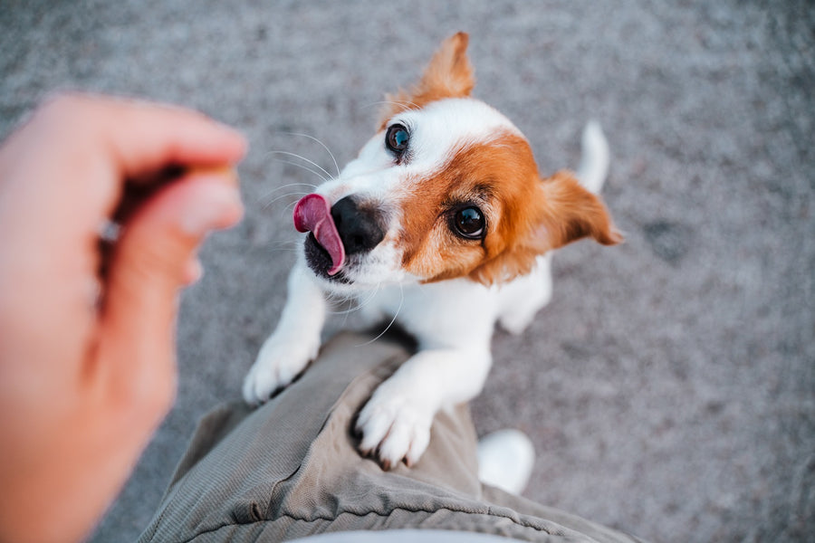 Guide to Giving Your Dog Treats Without Over Feeding Them