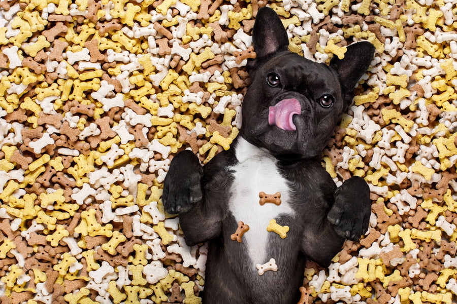 Beyond the Label: Understanding Dog Treat Ingredients for a Healthier Pooch