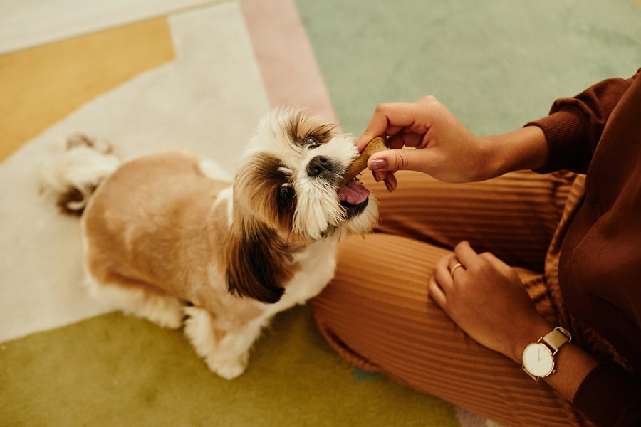 Rewards with Benefits: The Right Way to Treat Your Dog's Health