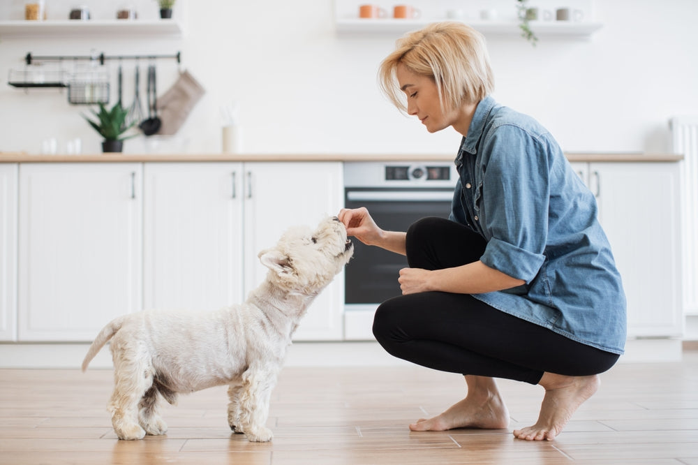 Grooming and Lifestyle Tips That Complement Diet for dog