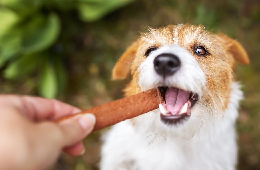 The Canine Diet Revolution: Natural and Nutritious Dog Treats