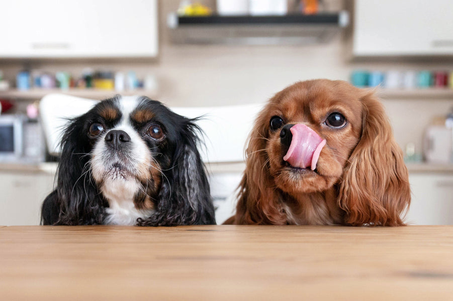 Unmasking the Mystery: What's Really in Your Dog Treats?