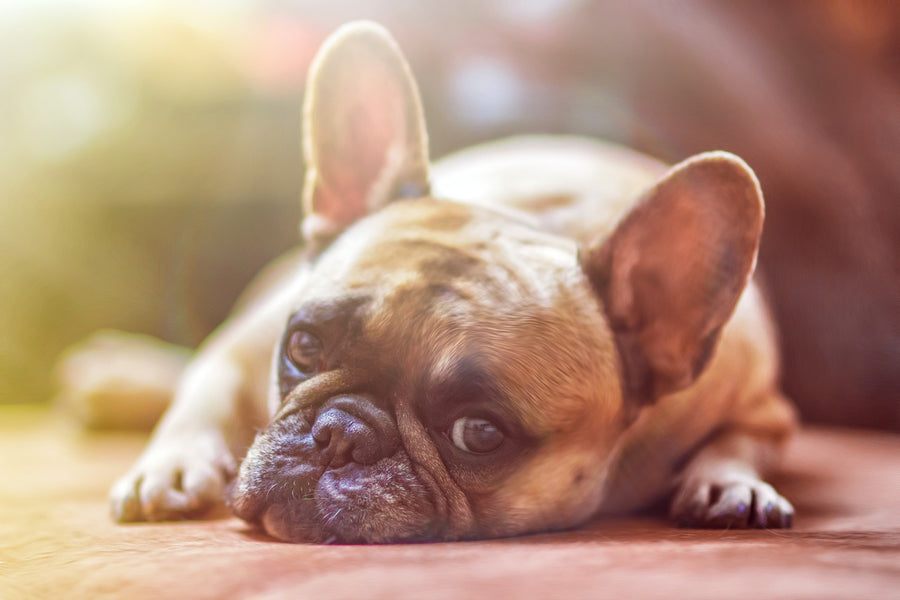 What to Do if your Dog Has a Dog Food Allergy?