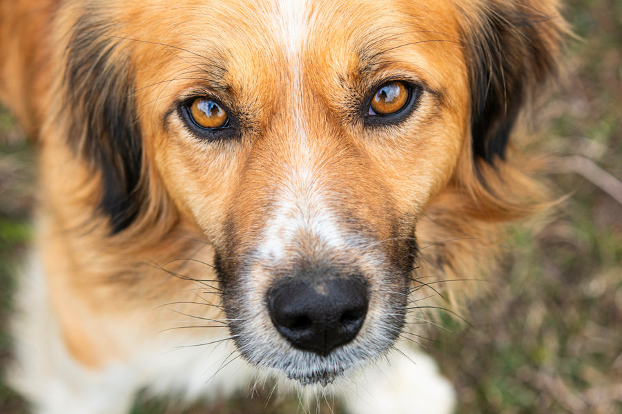 Why We Sell Low and No Protein Dog Treats