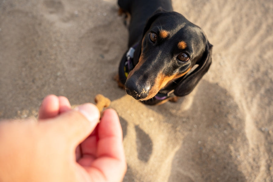 What Are Soft Dog Treats?