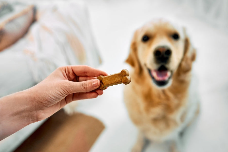 Why It's Important to Know What's in Your Dog's Treats